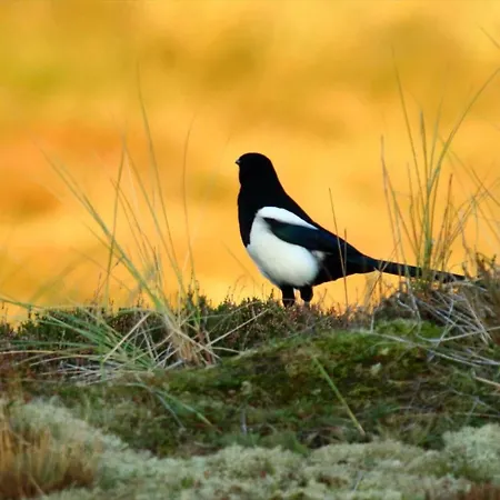 펜션 Fan013-fano-sonderho-strandvej-69 *