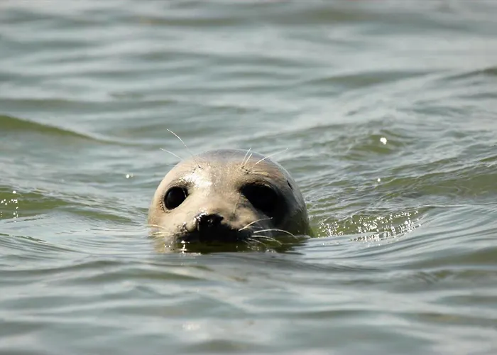 Fan013-fano-sonderho-strandvej-69 *