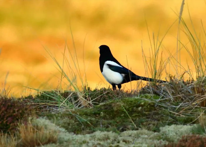 Fan013-fano-sonderho-strandvej-69 * Fano